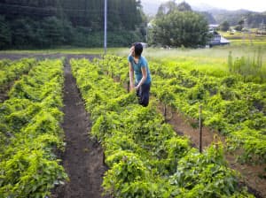 ヤマトイモを栽培する広川恭子さん(島根県飯南町)