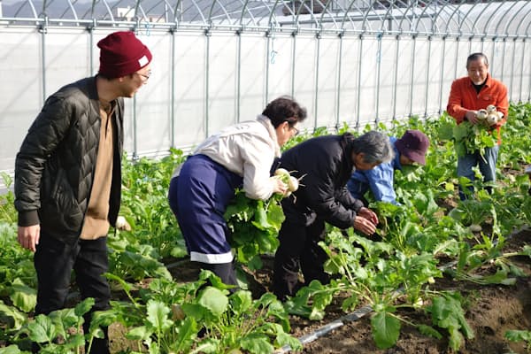 市民ボランティアらと小カブの収穫をする人たち（京都府宇治市の農園「京野菜いのうち」）