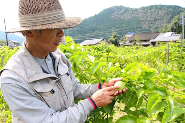 岐阜県関市で南米原産のパッションフルーツを栽培する古池さん