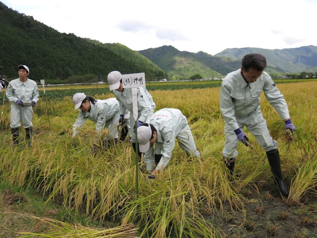 社長自らコメの収穫作業にあたることも珍しくない