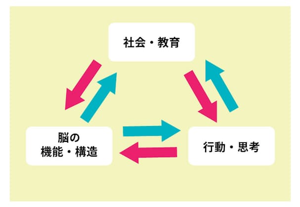 「脳の機能・構造」と「行動・思考」「社会・教育」は、互いに影響し合っている。特に赤い矢印の影響が見過ごされがちだと四本さんは言う