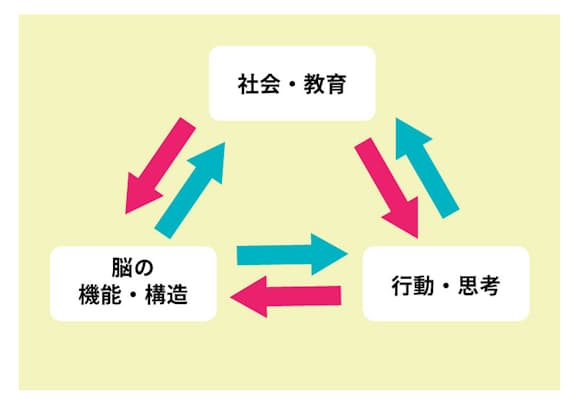 「脳の機能・構造」は、「社会・教育」や「行動・思考」からの影響を受けて変わっていくと四本さん