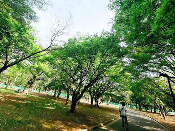 「桜も紅葉も好きだけど、新緑の季節が好きです。代々木公園にて」