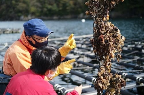 カキの養殖について説明するヤマヨ水産の小林社長（左）