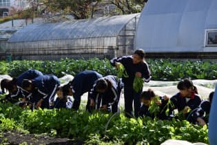 学校のなかにある畑で、園芸の授業が行われる=鴎友学園提供