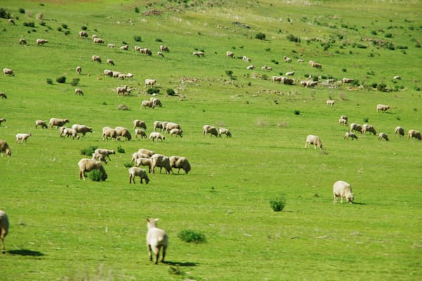 サイゼリヤは農業や牧畜が盛んな豪州に調達の手を広げた。写真はイメージ=PIXTA