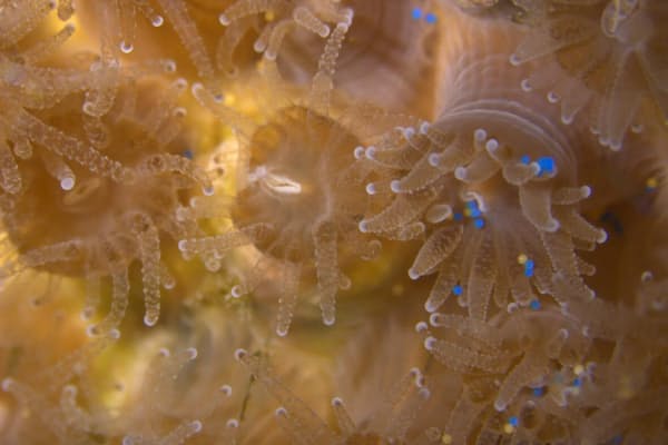 サンゴの一種Astrangia poculataのポリプ。アルテミアの卵（黄色）よりマイクロプラスチックのビーズ（青色）を好んで食べている。こうしたマイクロプラスチックが新たな細菌を媒介する可能性もある（PHOTOGRAPH COURTESY ROTJAN LAB）