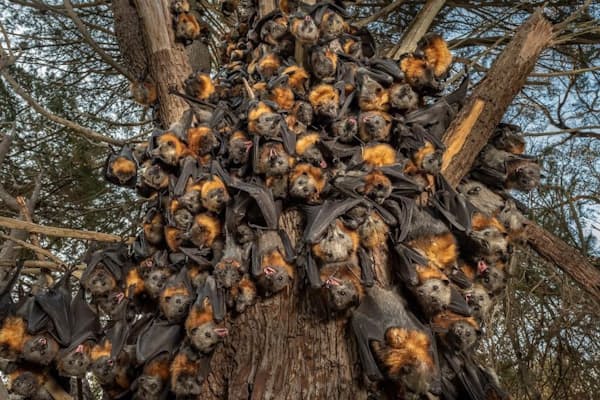 昨年12月に、豪メルボルン郊外のヤラ・ベンド公園で気温43度を超える暑さのなか、息が詰まりそうなほどのかたまりになってあえぐハイガシラオオコウモリの群れ。公園では、3日間でこの群れも含めて約4500匹のコウモリが死んだ（PHOTOGRAPH BY DOUG GIMESY）