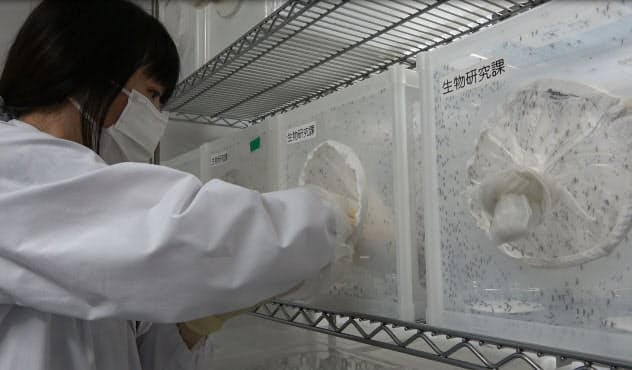 研究施設内での蚊の飼育